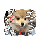 ポメパピSunny（個別スタンプ：14）