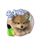 ポメパピSunny（個別スタンプ：15）