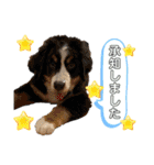 おらふ♡りろ♡びび♡すいか（個別スタンプ：17）