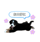 おらふ♡りろ♡びび♡すいか（個別スタンプ：23）