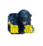 ニールシール 2（個別スタンプ：5）