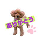 トイプードルの丼2024（個別スタンプ：4）
