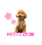 トイプードルの丼2024（個別スタンプ：6）