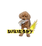トイプードルの丼2024（個別スタンプ：10）