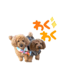 トイプードルの丼2024（個別スタンプ：14）