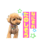 トイプードルの丼2024（個別スタンプ：16）