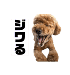 トイプードルの丼2024（個別スタンプ：18）