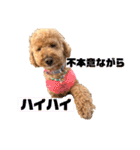 トイプードルの丼2024（個別スタンプ：19）