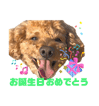 トイプードルの丼2024（個別スタンプ：20）