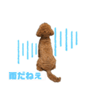 トイプードルの丼2024（個別スタンプ：21）
