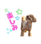 トイプードルの丼2024（個別スタンプ：24）