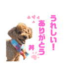 トイプードルの丼2024（個別スタンプ：25）