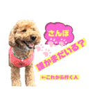 トイプードルの丼2024（個別スタンプ：31）