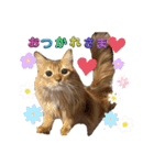 リアル猫にゃん♫きなこ♡（個別スタンプ：1）