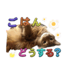 リアル猫にゃん♫きなこ♡（個別スタンプ：3）