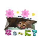 リアル猫にゃん♫きなこ♡（個別スタンプ：4）