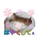 リアル猫にゃん♫きなこ♡（個別スタンプ：6）