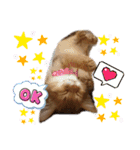リアル猫にゃん♫きなこ♡（個別スタンプ：7）