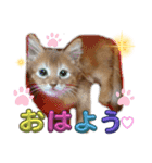 リアル猫にゃん♫きなこ♡（個別スタンプ：8）