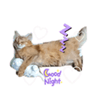 リアル猫にゃん♫きなこ♡（個別スタンプ：9）