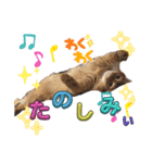 リアル猫にゃん♫きなこ♡（個別スタンプ：10）