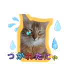 リアル猫にゃん♫きなこ♡（個別スタンプ：12）