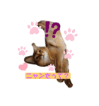 リアル猫にゃん♫きなこ♡（個別スタンプ：13）