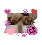 リアル猫にゃん♫きなこ♡（個別スタンプ：14）