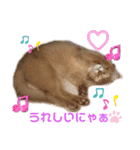 リアル猫にゃん♫きなこ♡（個別スタンプ：15）