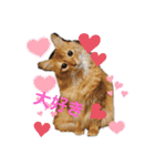 リアル猫にゃん♫きなこ♡（個別スタンプ：16）