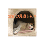 毛玉ハウスへようこそ10（個別スタンプ：5）