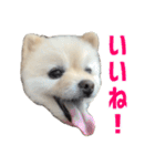 ポメラニアンのマロ その4（個別スタンプ：3）