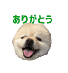 ポメラニアンのマロ その4（個別スタンプ：4）