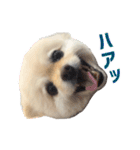 ポメラニアンのマロ その4（個別スタンプ：6）