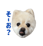 ポメラニアンのマロ その4（個別スタンプ：9）