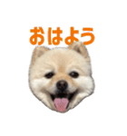 ポメラニアンのマロ その4（個別スタンプ：10）