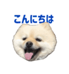 ポメラニアンのマロ その4（個別スタンプ：11）