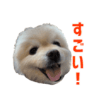 ポメラニアンのマロ その4（個別スタンプ：13）