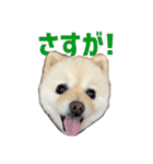 ポメラニアンのマロ その4（個別スタンプ：14）