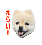 ポメラニアンのマロ その4（個別スタンプ：15）