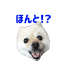 ポメラニアンのマロ その4（個別スタンプ：18）
