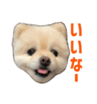 ポメラニアンのマロ その4（個別スタンプ：19）