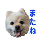 ポメラニアンのマロ その4（個別スタンプ：20）