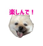 ポメラニアンのマロ その4（個別スタンプ：21）
