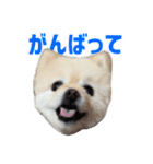 ポメラニアンのマロ その4（個別スタンプ：22）