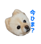 ポメラニアンのマロ その4（個別スタンプ：23）