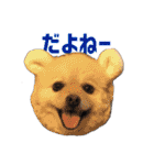 ポメラニアンのマロ その4（個別スタンプ：25）
