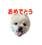 ポメラニアンのマロ その4（個別スタンプ：26）