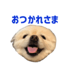 ポメラニアンのマロ その4（個別スタンプ：27）