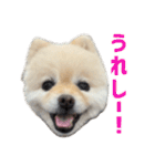ポメラニアンのマロ その4（個別スタンプ：28）
